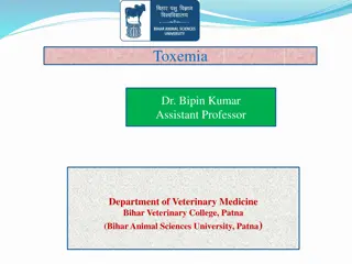 Understanding Toxemia in Veterinary Medicine