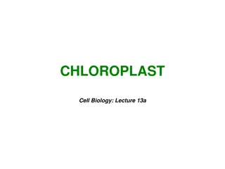 Chloroplasts in Plant Cells