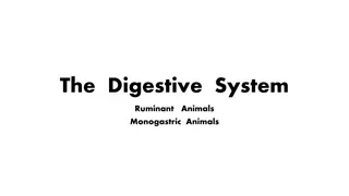 The Digestive System of Ruminant Animals