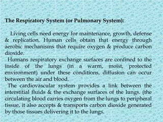 Overview of the Respiratory System