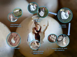 The Fascinating Journey of Chick's Hatching Process