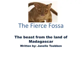 Discover the Fascinating World of the Fierce Fossa