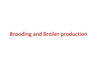 Brooding and Broiler Production: Essential Factors for Chicken Rearing