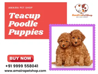 Amaira pet shop | Teacup Poodle Puppies | Poodle Dog Breeder