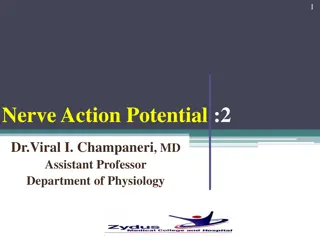 Understanding Nerve Action Potentials: Key Stages and Mechanisms