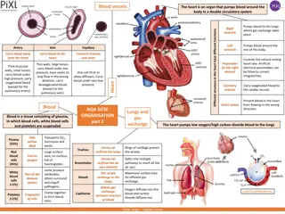 Components of the Circulatory System