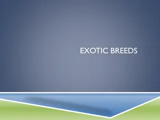 Unique Exotic Animal Breeds Around the World