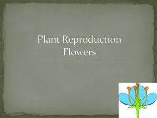 Plant Reproduction through Flowers