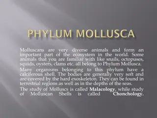 The Diverse World of Molluscs: An Overview