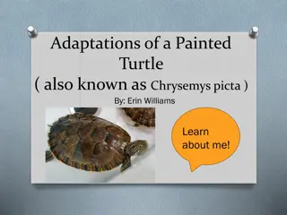 Amazing Adaptations of the Painted Turtle