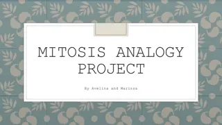 Mitosis: An Analogy Project Explained