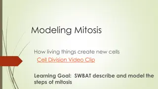 Mitosis Through a Hands-On Modeling Activity