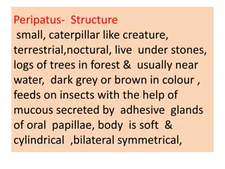 Detailed Overview of Peripatus Structure and Anatomy