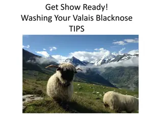 Valais Blacknose Sheep Washing Tips for Show preparation