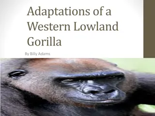 Adaptations and Habitat of Western Lowland Gorillas