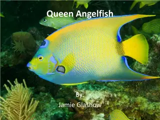 Fascinating Facts About Queen Angelfish