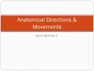 Anatomical Directions and Movements in Sports Medicine