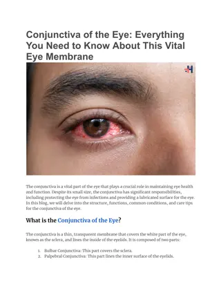 Conjunctiva of the Eye_ Everything You Need to Know