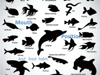 Fish Mouth Positions and Feeding Habits