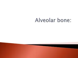 Understanding the Role of Alveolar Process in Dental Support