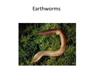 Fascinating Facts About Earthworms and Their Importance in Gardens