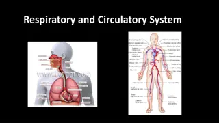 The Respiratory System and its Vital Functions