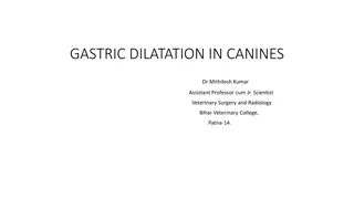 Understanding Gastric Dilatation in Canines: Causes, Symptoms, and Treatment