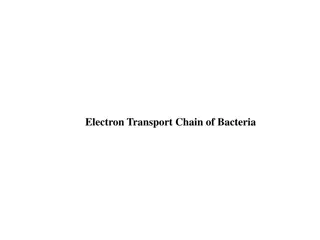 Understanding the Electron Transport Chain in Bacteria