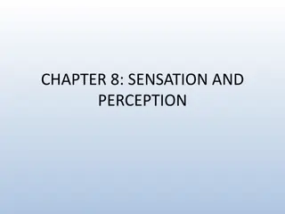 Sensation and Perception in Psychology