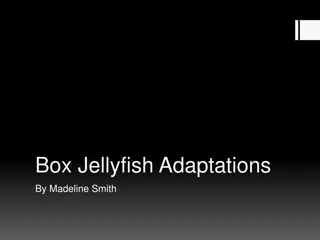 Fascinating Adaptations of the Box Jellyfish