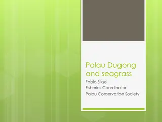 Dugong Conservation Efforts in Palau