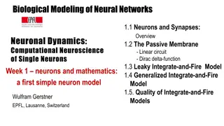 Biological Neural Network Models