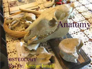 Osteology: An Overview of Bone Structures and Skeleton Composition