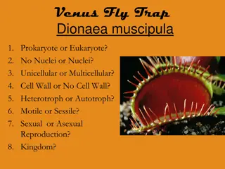 The Fascinating Venus Fly Trap - A Carnivorous Plant