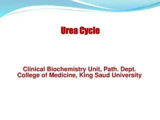 Urea Cycle: An Overview of Ammonia Detoxification and Urea Formation