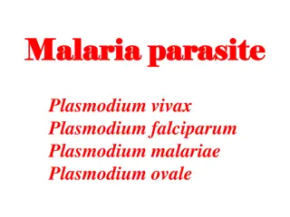 Malaria Parasites and Their Life Cycle