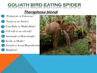 Amazing Facts About Goliath Bird-Eating Spiders