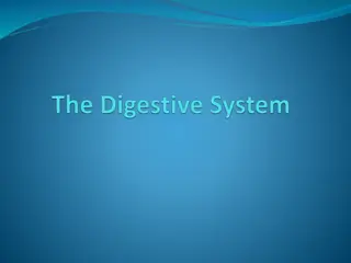 Overview of the Gastrointestinal System and Its Functions