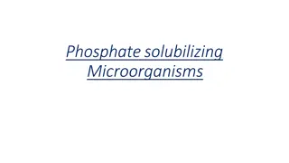 Harnessing Phosphate-Solubilizing Microorganisms for Sustainable Crop Growth