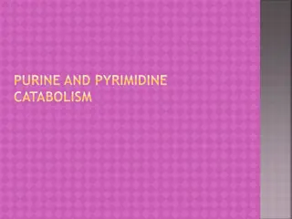 Understanding Purine and Pyrimidine Metabolism in Genetic Disorders