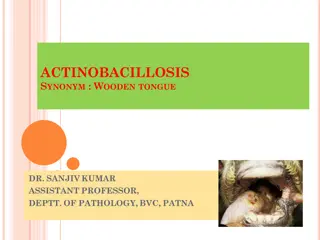 Actinobacillosis (Wooden Tongue) in Cattle and Sheep: Overview of the Infectious Disease