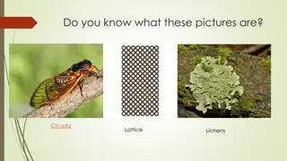 Exploration of Poetry Forms: Cicada, Lattice Lichens, Lyric Ode, and Poetic Analysis