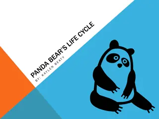 The Life Cycle of Giant Pandas: From Birth to Adulthood