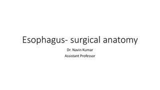 Esophagus Surgical Anatomy Overview