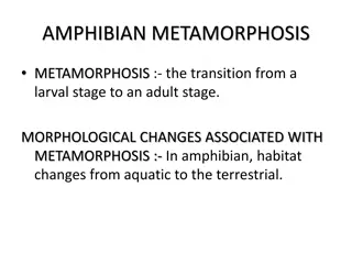 Amphibian Metamorphosis: A Dive into Developmental Changes