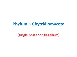 Chytridiomycota: The Flagellated Fungi