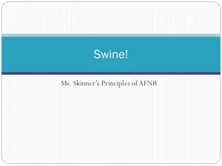 Swine Farming Basics and Uses of Different Pig Breeds