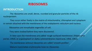 Ribosomes: Structure and Function