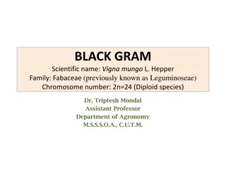 Overview of Black Gram (Vigna mungo L.) and Its Economic Importance