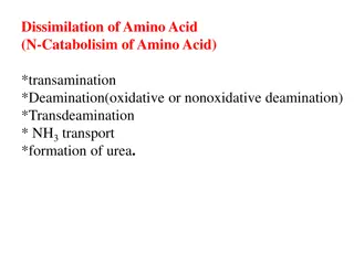 Amino Acid Metabolism Pathways: Transamination, Deamination, and Clinical Significance of Transaminases